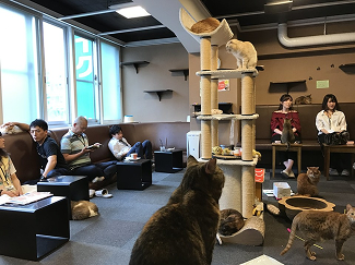 Interior de um cat café