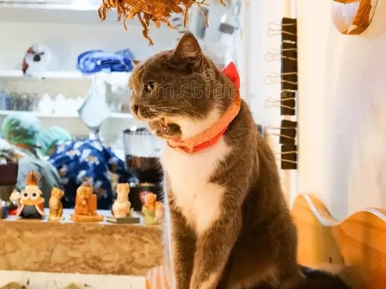 Gato em um cat café